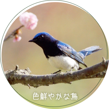 写真：色鮮やかな鳥