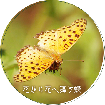 写真：花から花へ舞う蝶