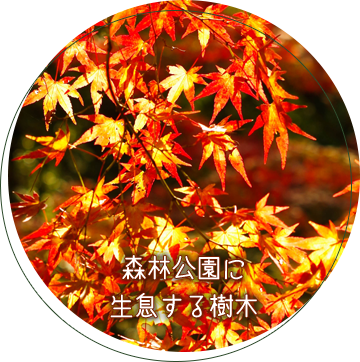 写真：森林公園に生息する樹木
