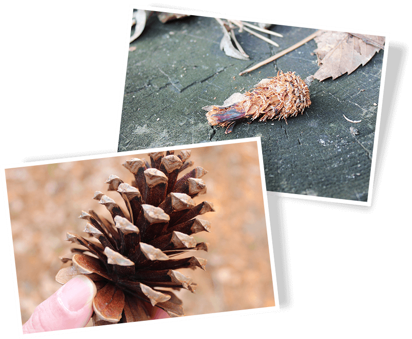 写真：森のムッレ教室