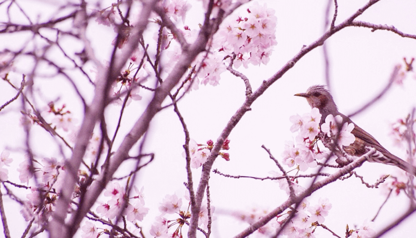 森林公園のご案内